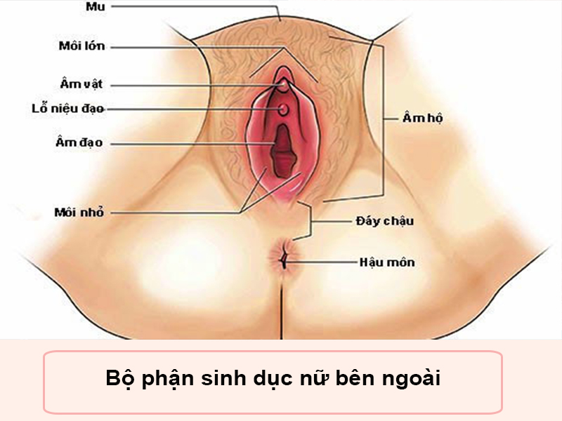 Bộ phận sinh dục nữ bên ngoài