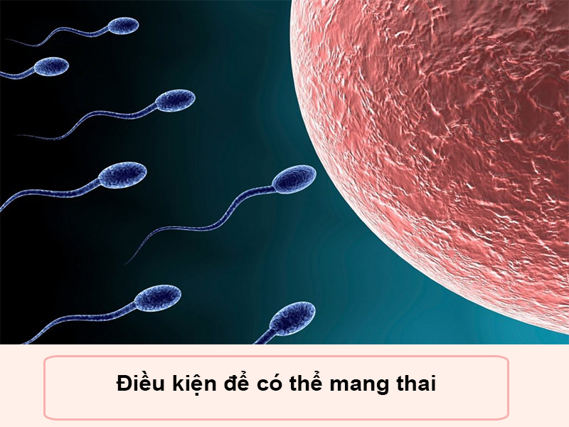 Cần điều kiện trứng gặp được tinh trùng