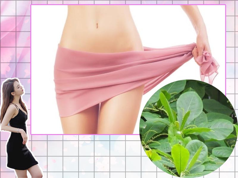 Chữa viêm phụ khoa bằng là bàng