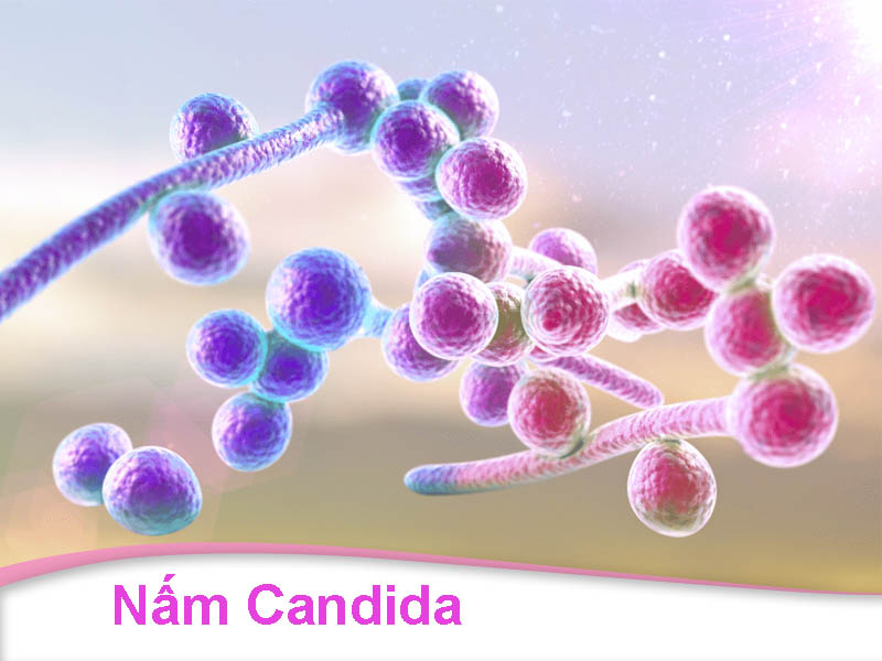nấm Candida