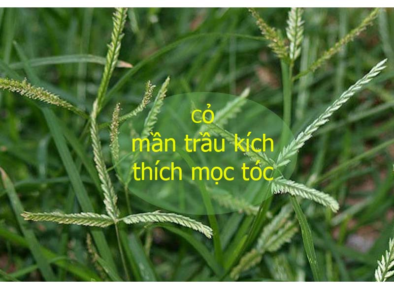 Cỏ mần trầu giúp mọc tóc nhanh