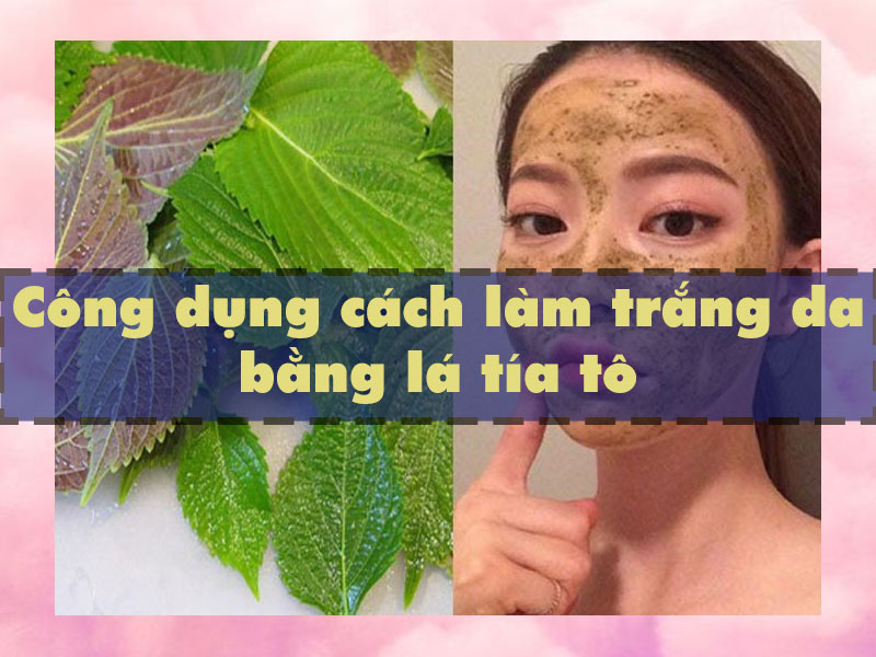 Công dụng làm trắng da của lá tía tô