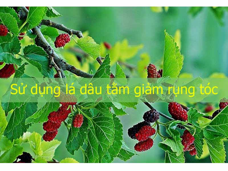 Lá dâu tằm giảm rụng tóc