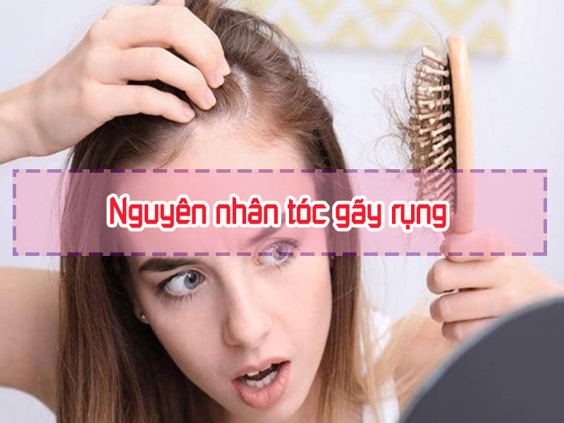 Nguyeennhaan gây tóc gãy rụng nhiều