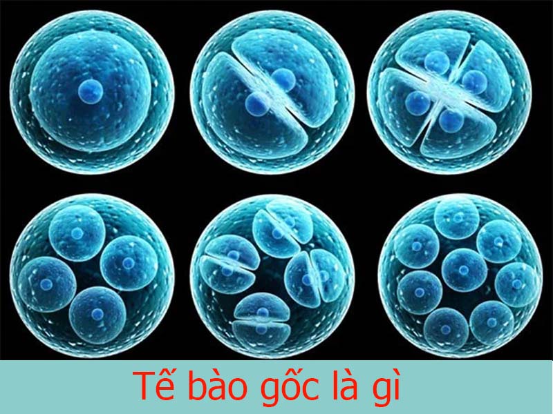 tế bào gốc là gì?